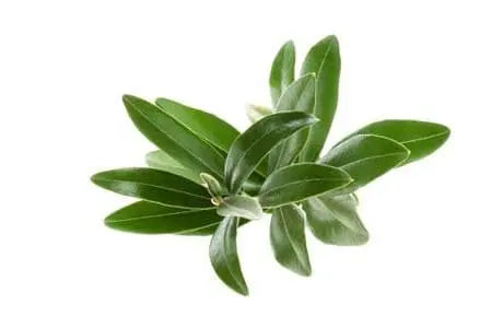Olive & Rose Moisturizing Facial Cream